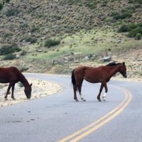 Volvieron a alertar sobre la presencia de animales sueltos en rutas de la región