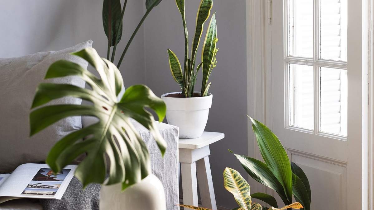 Plantas. Fuente: (Instagram)