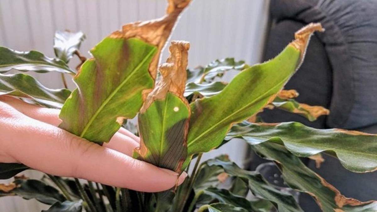 Plantas. Fuente: (X)