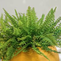 El secreto para que tu planta de Helecho esté exuberante y sana todo el año