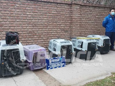 Otro allanamiento en el barrio Cumelén en una casa de acumuladores compulsivos