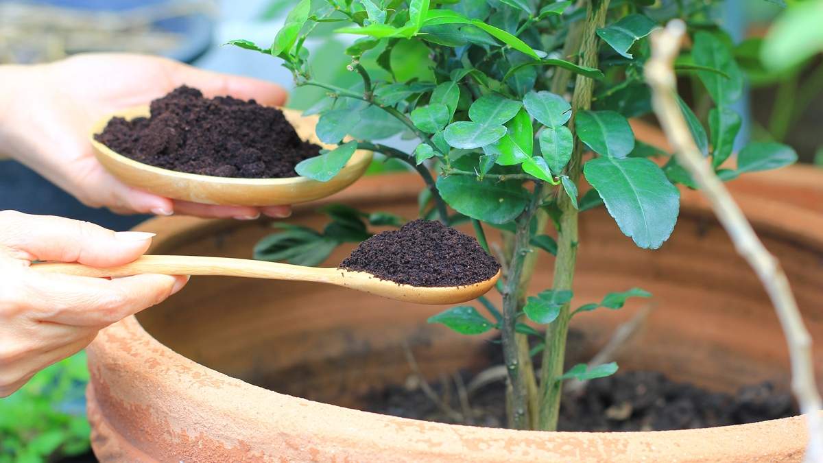 Plantas. Fuente: (X)