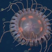 Como una nave espacial: descubrieron una inusual especie de medusa en California