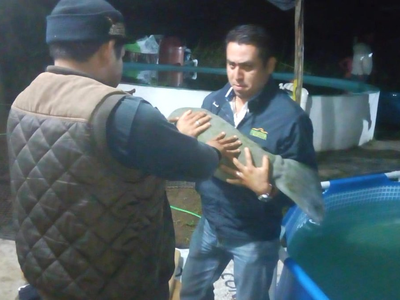 En Balancán, Tabasco, rescatan dos crías de manatí
