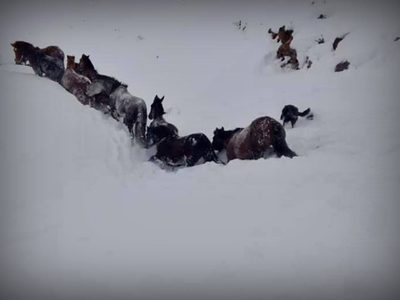 Pura emoción: heroico rescate de caballos en medio de la nieve. Video