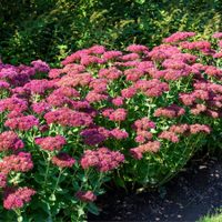 Las plantas más fáciles de cultivar si querés un cantero hermoso todo el año