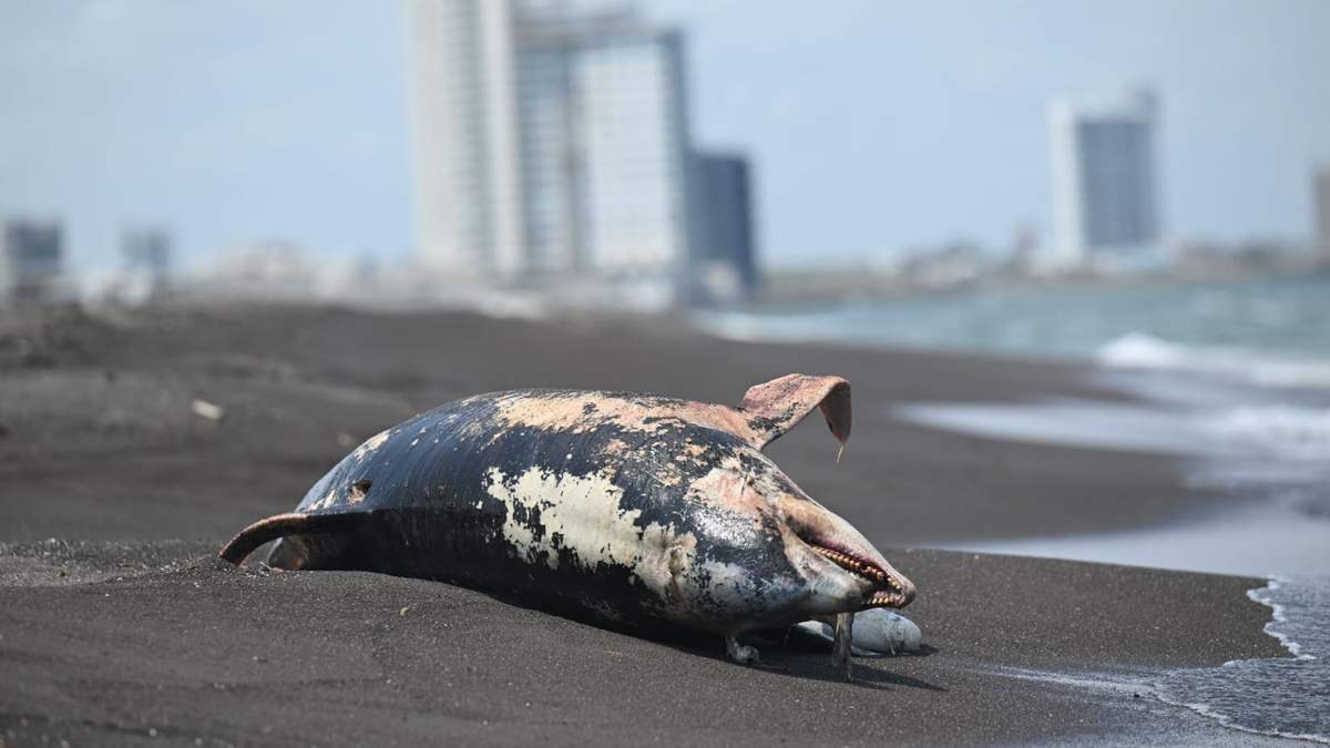 Un delfín en estado de descomposición fue hallado el 24 de marzo en las playas de la Riviera veracruzana presuntamente a causa del derrame en el Golfo