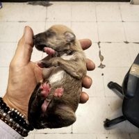 Tiran por accidente a cachorro en vías del Metro Chabacano