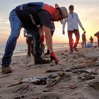 La muerte de cientos de peces por alga nociva enciende las alertas en Sinaloa