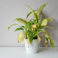 No vas a creer cómo puedes salvar las plantas que se marchitaron utilizando solo un ingrediente de cocina