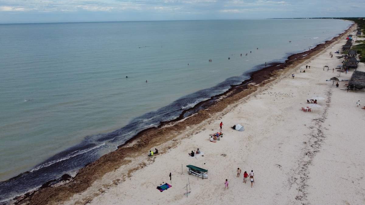 Sargazo en la playa de Sisal en Mérida, Yucatán, 29 de diciembre de 2022