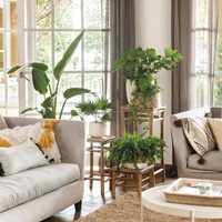 No pueden faltar: mejorá la energía de tu casa y atraé la fortuna con 3 plantas que se cuidan solas