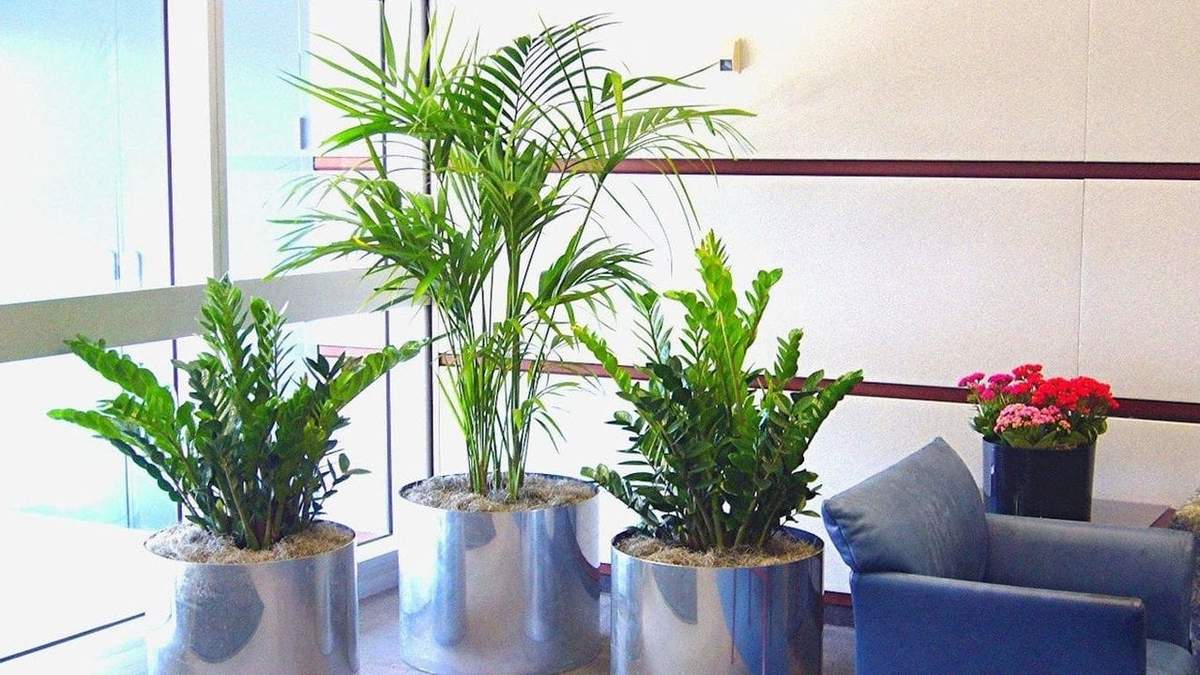Plantas. Fuente: (X)
