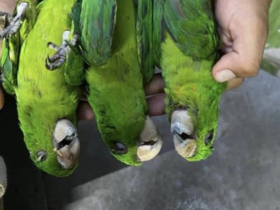 Segunda ola de calor provoca la muerte de aves en la Huasteca Potosina