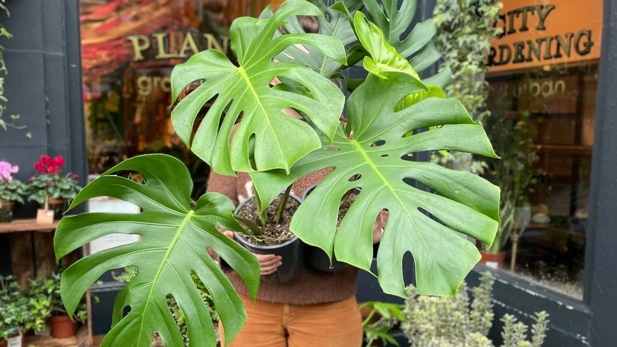 Planta. Fuente: (Instagram)