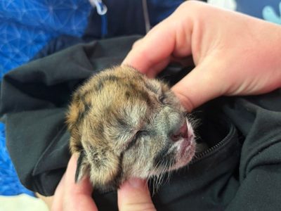La cria de puma hallada en Ruta 40 continuará su recuperación en Fundación Bubalcó