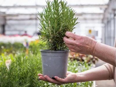 El alimento que tenés en la alacena y que te ayudará a enraizar tu planta de Romero de forma fácil y efectiva