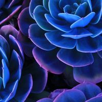 Suculentas azules: qué poderes tienen y cuáles son las variedades más lindas