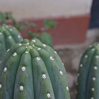 La planta que florece solo un día al año con la flor más llamativa y bella que vas a ver