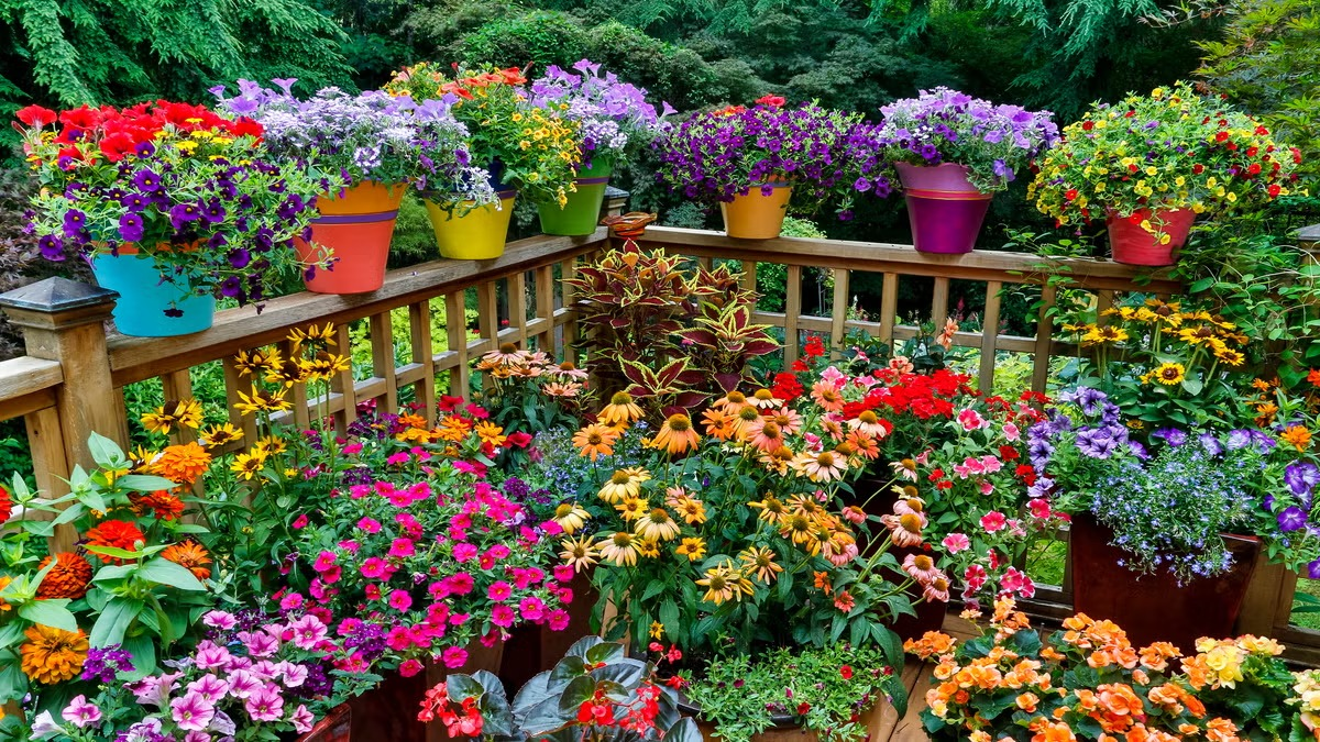 Plantas. Fuente: (Twitter)