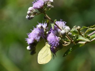 La planta de pocos cuidados que florece en épocas difíciles y llena tu casa de visitas inesperadas
