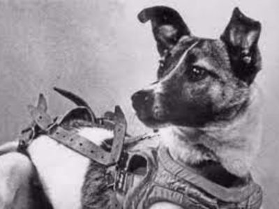 Se cumplen 66 años del primer ser vivo espacial: la perra Laika