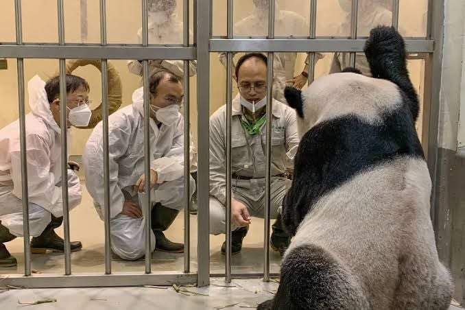 Wei Ming a la izquierda y Wu Honglin, en el centro miran a Tuan Tuan en el Zoológico de Taipei en Taipei