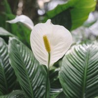 Los trucos de la abuela para que tu planta Cuna de Moisés florezca y tenga las hojas sanas