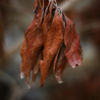 Cómo salvar las plantas del exceso de riego