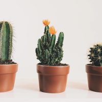 Consejos y secretos para que los cactus siempre estén lozanos