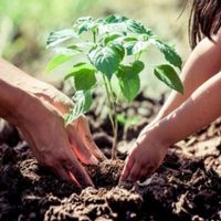 Así podés saber si las raíces de tus plantas están totalmente sanas: tomá nota