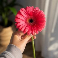 La gerbera, la margarita gigante que llena de color tu casa: claves y cuidados para que florezca todo el año