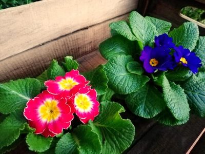 Para todos los gustos: estas son las plantas que podés empezar a plantar en otoño