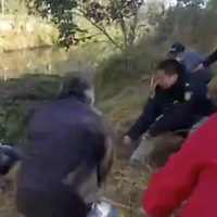 Así fue rescate de un caballo que cayó a un canal de Xochimilco (Video)