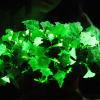 La llamativa planta que brilla en la oscuridad y que todo el mundo quiere tener en su casa