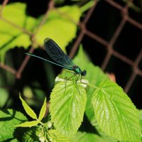 Curiosidades sobre la libélula, el insecto "cazador" que vas a querer tener en tu jardín por una importante razón