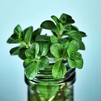 Tomá nota: el truco para cultivar plantas aromáticas en agua sin fracasar en el primer intento