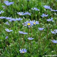La planta de rápido crecimiento que resiste el frío y tiene las flores más hermosas para decorar tu jardín