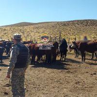 Recuperaron 45 animales vacunos que habían sido robados en Las Coloradas