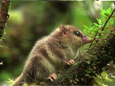 ¿Cuánto sabés sobre el Monito de Monte?