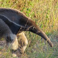 Dónde queda el Parque Nacional que parece la sabana africana