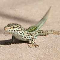Advierten que una especie de lagartijas que habita en Vaca Muerta corre riesgo de extinción