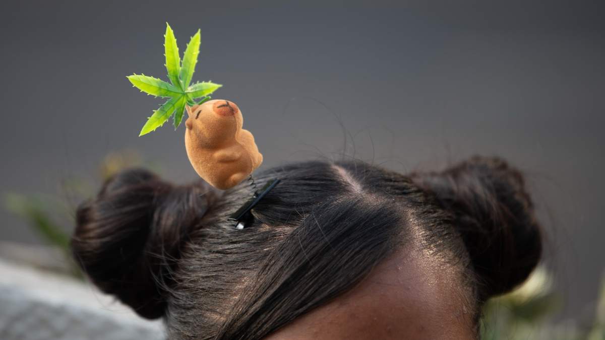 Capibara en la marcha