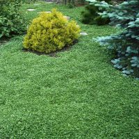 Crece rápido y no necesita muchos cuidados: la mejor opción para poner en tu jardín si buscás reemplazar el pasto