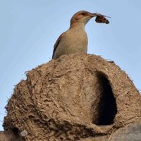 No lo vas a creer: qué significa que un Hornero haga un nido en tu ventana y por qué no hay que romperlo