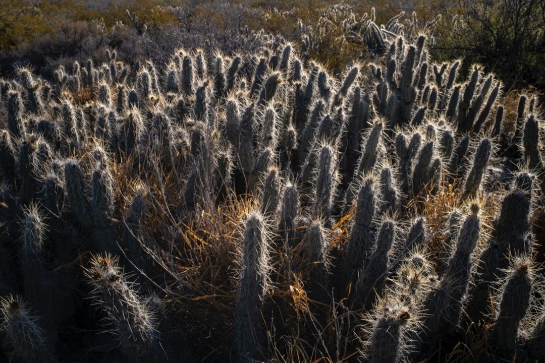 cuatro-cienegas-5