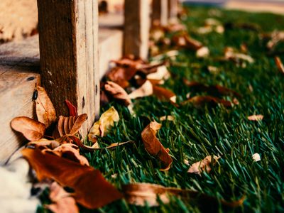 El potente fertilizante de jardín con solo un ingrediente