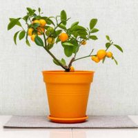 Tené tu propia planta de Naranja en maceta, con una técnica sencilla que los jardineros no quieren que sepas