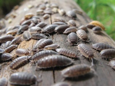 Si encontrás este insecto en tu jardín, no lo ahuyentes: mirá todos los beneficios que esconden