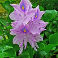 Con este frío polar, te encantará llenar tu jardín con estas plantas para el invierno